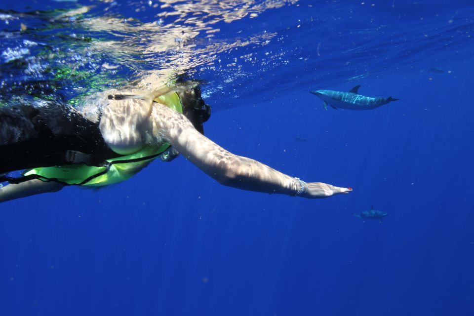 Waianae, Oahu: Swim with Dolphins (Semi-Private Boat Tour) - Why Waianae dolphin swims feel like the real deal