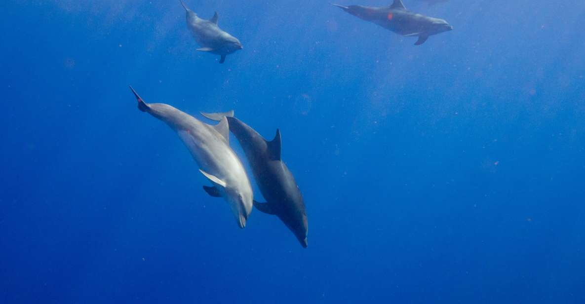 Waianae, Oahu: Swim with Dolphins (Semi-Private Boat Tour) - Dolphins, turtles, and reef fish: what you’re actually here for
