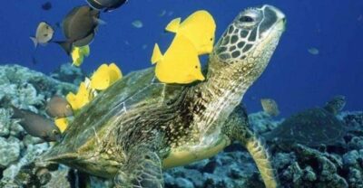 Waikiki Beach: Turtle Snorkeling and Sailing on Hāwea - Sailing out from Duke Kahanamoku to Turtle Canyon