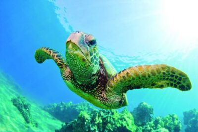Waikiki Catamaran Snorkel Sail with Lunch: Turtles Guaranteed - Boat, crew, and the pace that keeps you happy