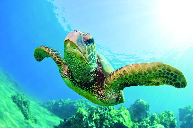 Waikiki Catamaran Snorkel Sail with Lunch: Turtles Guaranteed - Boat, crew, and the pace that keeps you happy