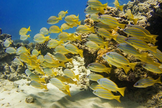 Waikiki, Hawaii: Turtle Canyon Snorkel Excursion - Price and value: what $79.21 really covers