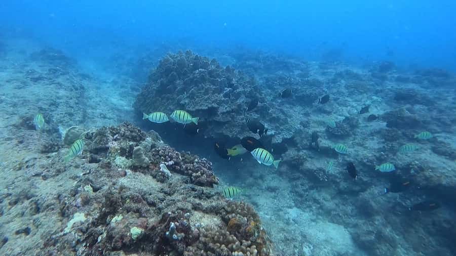 Waikiki: Honolulu Beginner Scuba Diving with Videos - What you’ll see under water (and what can affect sightings)