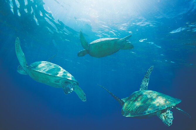 Waikiki Panorama Sail: Search for Hawaiian Sea Turtles - Weather, Wind, and What to Bring So You Enjoy the Ride