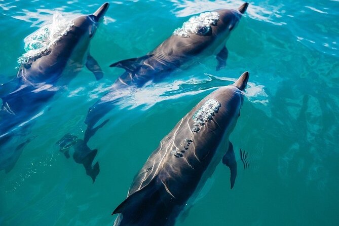 Waikiki Sail and Snorkel Adventure Best of Hawaii 2023 - Sailing after snorkeling: the wind-in-your-hair payoff
