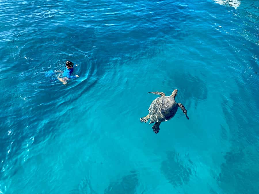 Waikiki: Sea Turtle Snorkeling, Small Group Boat Tour - Cruising to the reef: what the timing really looks like