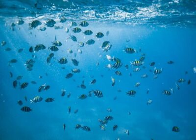 Waikiki: Sea Turtle Snorkeling, Small Group Boat Tour - The 6-person catamaran ride from Kewalo Basin