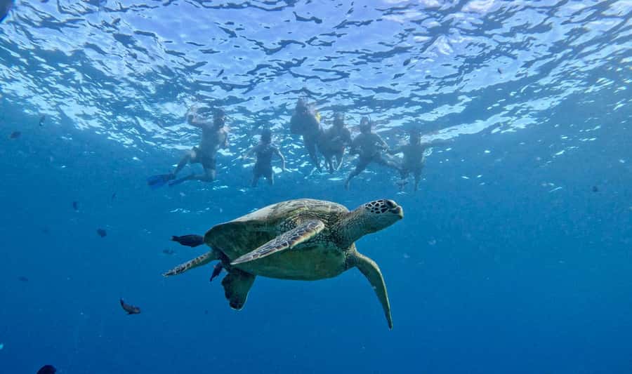 Waikiki: Sea Turtle Snorkeling, Small Group Boat Tour - Seeing turtles the calm way: tips that actually help