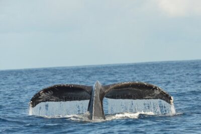 Waikiki Sunset Cruise Catamaran Boat Tour on Oahu - Price and what you get for $70 per person