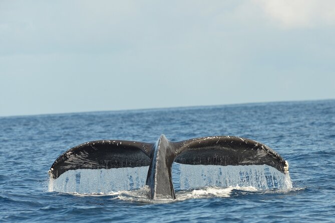 Waikiki Sunset Cruise Catamaran Boat Tour on Oahu - Price and what you get for $70 per person