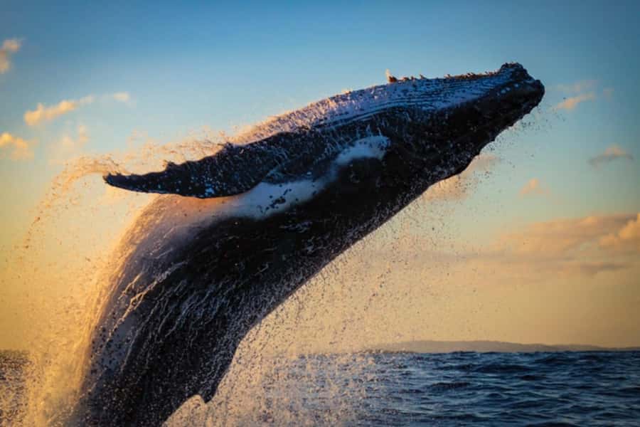 Waikiki: Sunset Whale Watching with 2 Drinks (BYOB-Friendly) - Key Highlights Worth Your Time