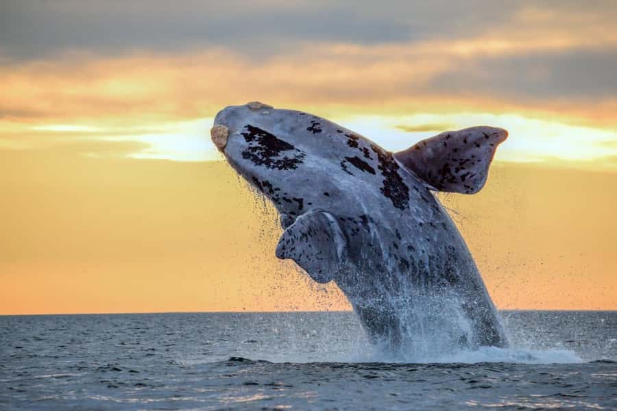 Waikiki: Sunset Whale Watching with 2 Drinks (BYOB-Friendly) - Price and Value for a 2-Hour Waikiki Sunset Cruise
