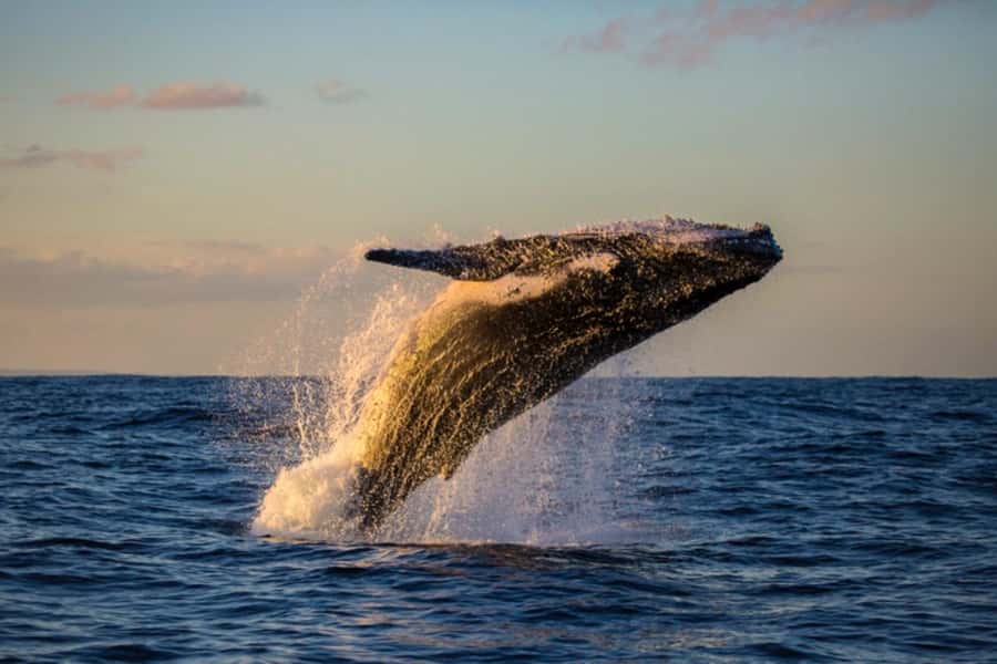 Waikiki: Sunset Whale Watching with 2 Drinks (BYOB-Friendly) - Spotting Humpback Whales During Winter Migration Off Waikiki