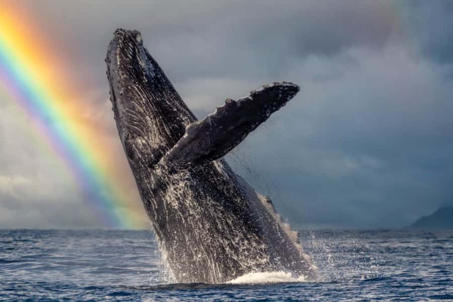 Waikiki: Sunset Whale Watching with 2 Drinks (BYOB-Friendly) - Logistics That Matter: Meeting Point, Parking, and Timing