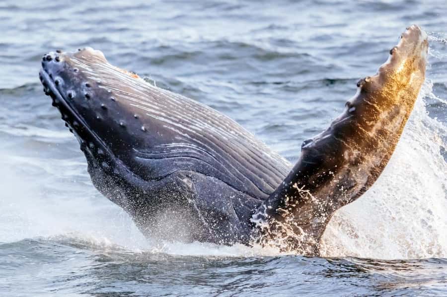 Waikiki: Sunset Whale Watching with 2 Drinks (BYOB-Friendly) - From Pier E to Golden Hour: What the Cruise Feels Like