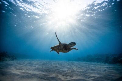 Waikiki: Turtle Canyon Snorkel - Getting Started at Pink Sails Waikiki: Find the Boat Fast