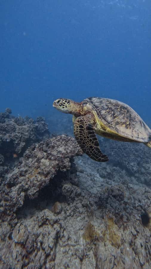 Waikiki: Turtle Canyon Snorkel Tour with Small Group - Quick take: the key points that matter
