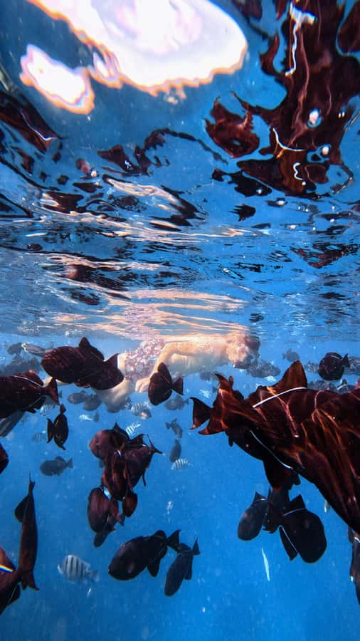 Waikiki: Turtle Canyon Snorkel Tour with Small Group - Zodiac boat to Turtle Canyon: why this ride is part of the deal