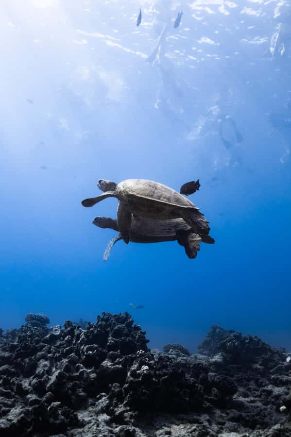 Waikiki: Turtle Canyon Snorkel Tour with Small Group - How the instructor and small group change the whole experience