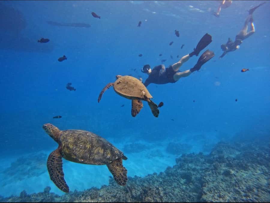 Waikiki: Turtle Canyon Snorkel Tour with Small Group - Price and value: is $109 for 90 minutes a good deal