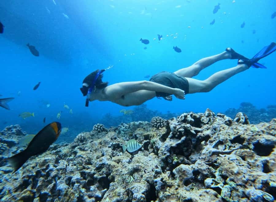 Waikiki: Turtle Canyon Snorkel Tour with Small Group - Sea conditions and communication: what to watch for before you go