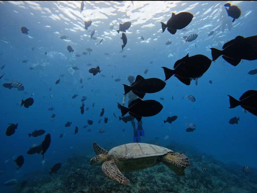 Waikiki: Turtle Canyon Snorkel Tour with Small Group - Who should book this Turtle Canyon snorkel tour