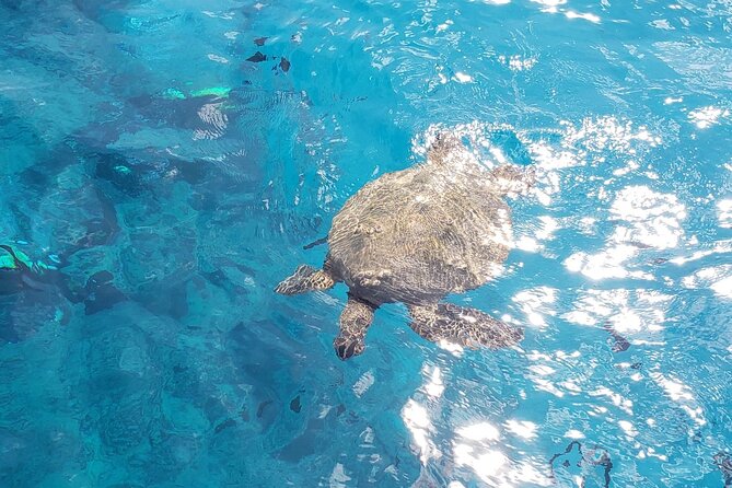 Waikiki Turtle Canyon Snorkeling Adventure - Timing and the two departure windows (8 AM or 11 AM)