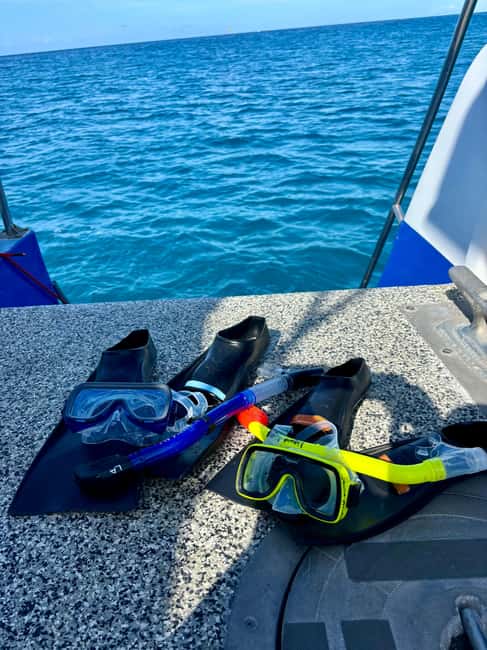 Waikiki Turtle Snorkel Adventure - Marine life focus: turtles are the star, but not the only show