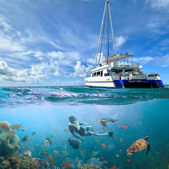 Waikiki Turtle Snorkel Adventure - What to bring (and what to do when you arrive)