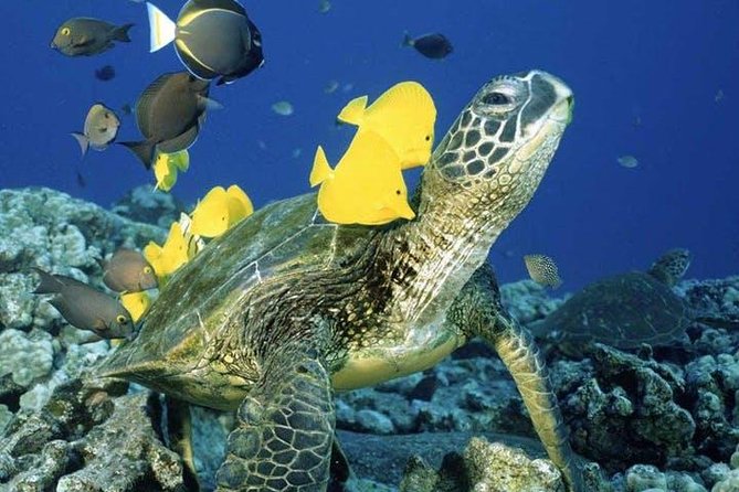 Waikiki Turtle Snorkel and Sail on Hawea Catamaran - Turtle Canyon Snorkel: Shallow Water, Real Turtles, and the Stuff You Can Actually See