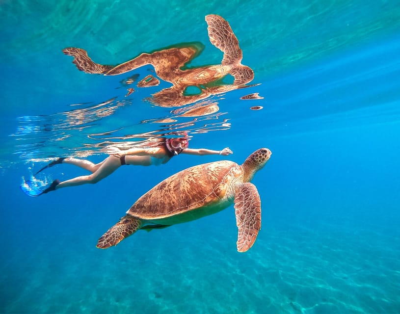 Waikiki: Turtle Snorkeling Cruise with 20ft Jumping Platform - Key highlights you shouldn’t miss