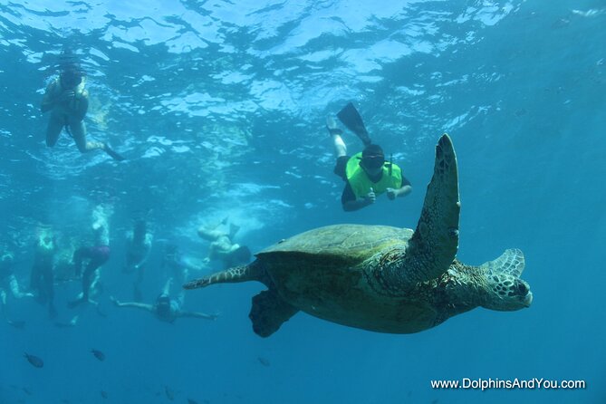 Waikiki Turtle Snorkeling Tour with Complimentary Trolley Ride - Wildlife you can actually plan around (not just hope for)