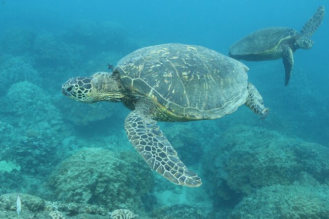 Waikiki Turtle Snorkeling Tour with Complimentary Trolley Ride - The crew factor: why nervous first-timers feel comfortable