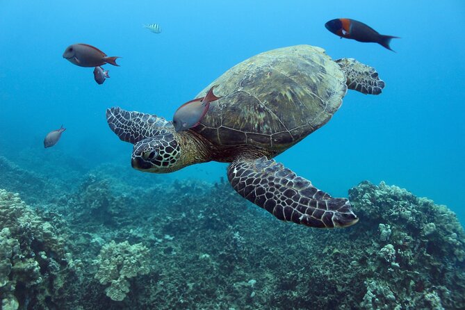 Waikiki Turtle Snorkeling Tour with Complimentary Trolley Ride - Price and value check for $100.80 in Waikiki