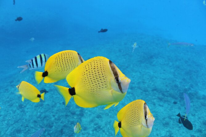Waikiki Turtle Snorkeling Tour with Complimentary Trolley Ride - Who should book this tour, and who should skip it