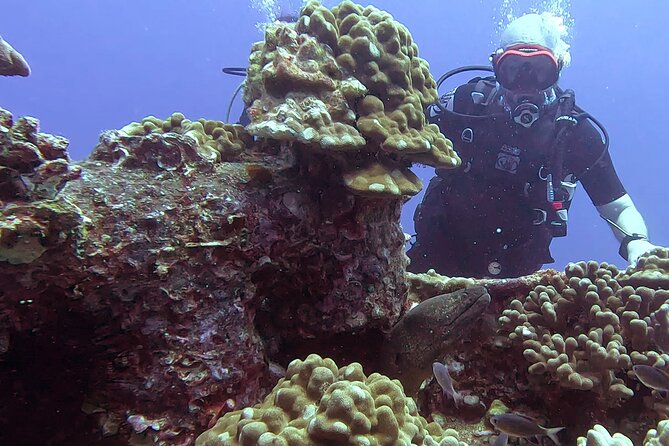 Waikiki Two Tank Guided Scuba Diving Adventure: Certified Diver - Key things to know before you book