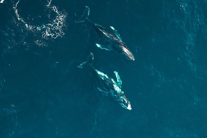Waikiki Whale Watching Cruise - What You Actually Get For $94.22 (And What You Don’t)