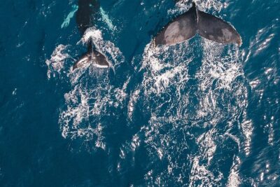 Waikiki Whale Watching Cruise - Meeting Point: 1085 Ala Moana Blvd, Suite 103