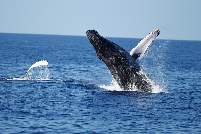 Waikiki Whale Watching Cruise with Snack & Trolley Transportation - How the underwater hydrophone changes your whale-watching game