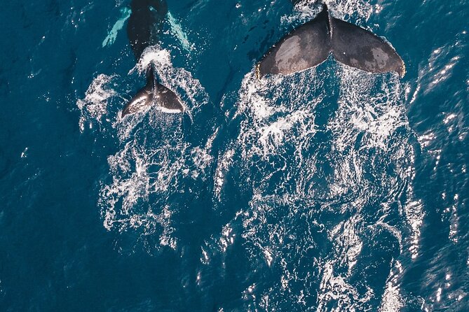 Waikiki Whale Watching Cruise - Meeting Point: 1085 Ala Moana Blvd, Suite 103