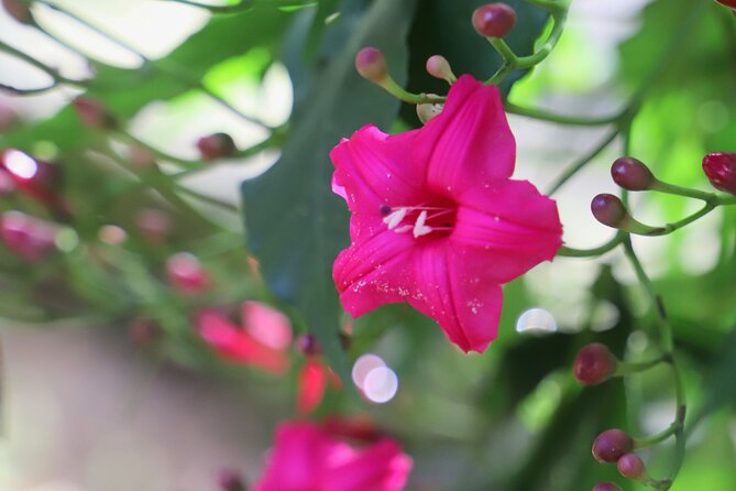 Waimea Valley Waterfall Swim & Dole Plantation Tour with Lunch - Green World Coffee Farm: start the day the local way