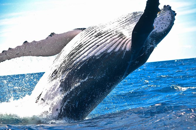 West Oahu Deluxe Whale Watching Sail - Key things I’d bet on before you go