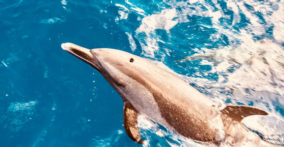 West O'ahu: Dolphin Watching and Snorkeling Catamaran Cruise - What actually happens on the water (and what to watch for)