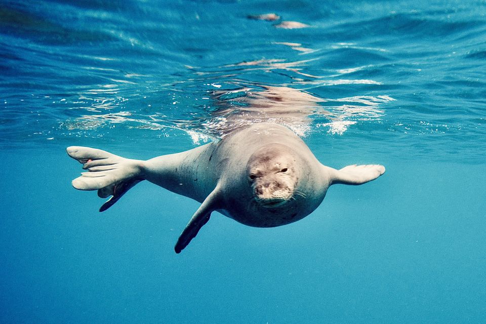 West O'ahu: Dolphin Watching and Snorkeling Catamaran Cruise - What you should bring (and what to skip)