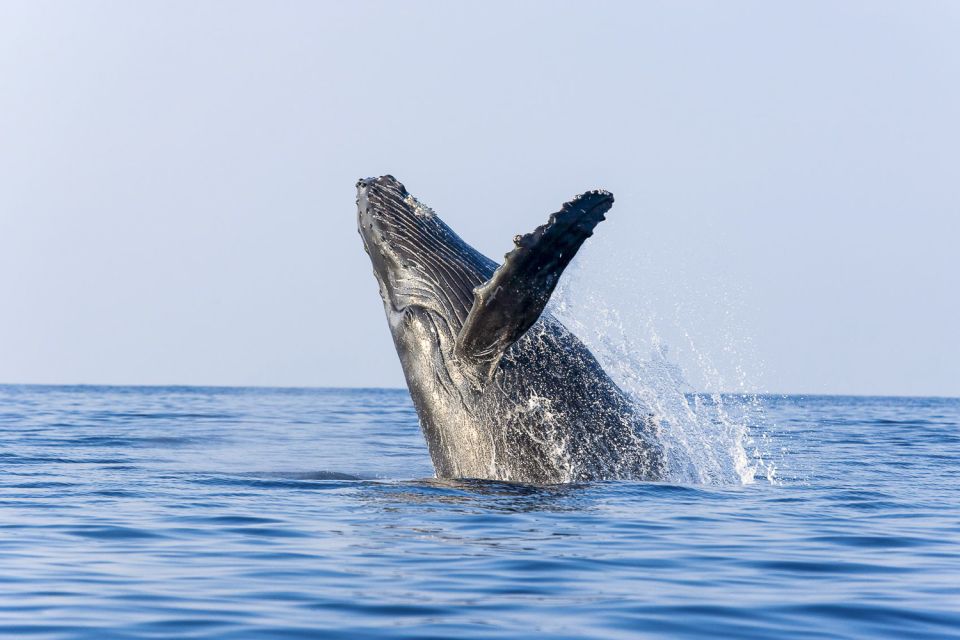 West Oahu: Eco-Friendly Whale Watching Cruise - Key Points Worth Your Time