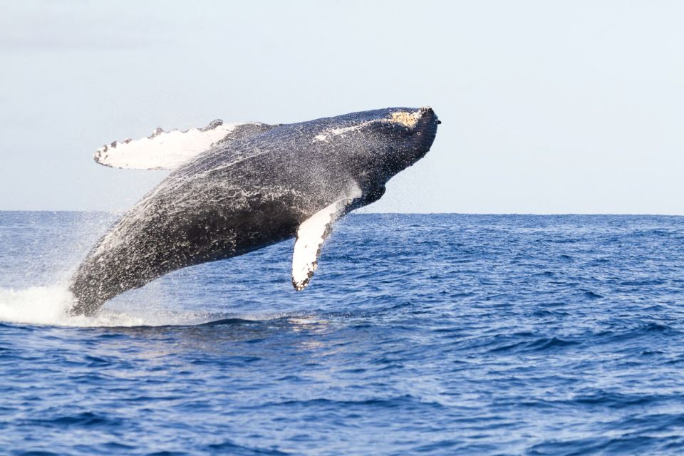 West Oahu: Eco-Friendly Whale Watching Cruise - How the Guaranteed Whale Policy Changes Your Odds