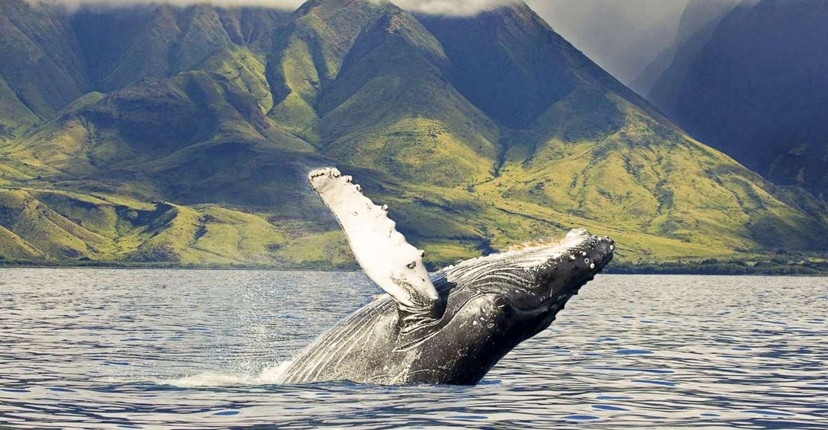 West Oahu: Eco-Friendly Whale Watching Cruise - Boarding and Parking at Waianae Boat Harbor