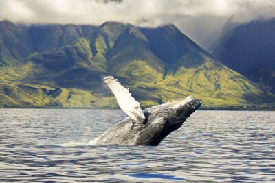 West Oahu: Eco-Friendly Whale Watching Cruise - The 2-Hour Flow on O‘ahu’s West Coast (What Happens When)