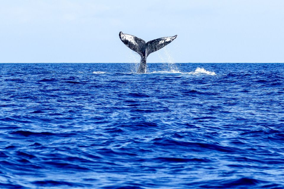 West Oahu: Eco-Friendly Whale Watching Cruise - What You’ll Actually See: Breaches, Tail Slaps, and Spouting