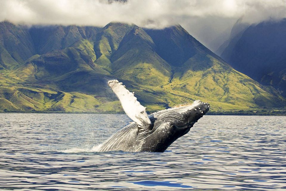 West Oahu: Eco-Friendly Whale Watching Cruise - The 2-Hour Flow on O‘ahu’s West Coast (What Happens When)